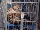 Gato-maracajá ferido é resgatado dentro de galinheiro em Jaguaruna