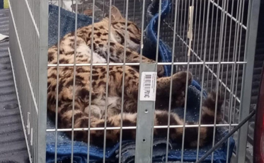 Gato-maracajá ferido é resgatado dentro de galinheiro em Jaguaruna