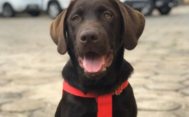 Corpo de Bombeiros de SC recebe mais um filhote que vai atuar em busca e resgate