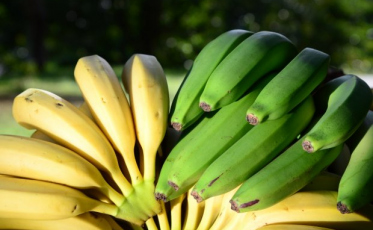 Frutas tropicais geram lucro em microclimas no Oeste 
