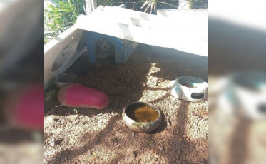 Homem é preso após cães serem encontrados em situação de abandono em São João do Sul
