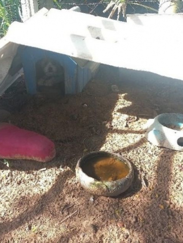 Homem é preso após cães serem encontrados em situação de abandono em São João do Sul