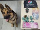 Com ajuda do cão farejador, PM encontra sacola com drogas em Criciúma
