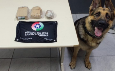 PM apreende mais de 600 gramas de maconha em Criciúma