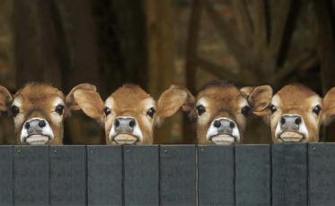 Braço do Norte é a Capital Brasileira do Gado Jersey