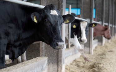 SC tem a menor prevalência de brucelose animal do Brasil