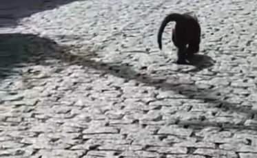 Bugio andando por Urussanga? Biólogo explica o motivo (VÍDEO)