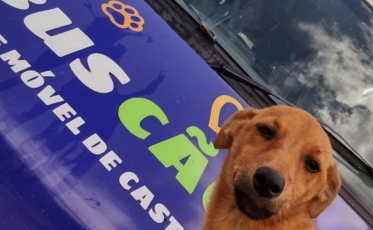 BusCão castrou 15 animais nesta sexta-feira