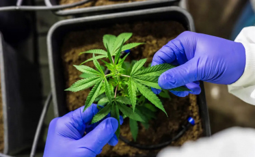 ((Áudio)) SC aprova projeto de distribuição gratuita de remédios à base de cannabis