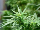 Tratamentos com Cannabis podem ter novas regras