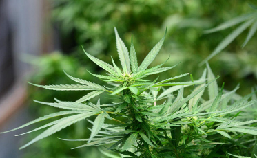 Tratamentos com Cannabis podem ter novas regras