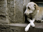 Entenda a polêmica lei que previa o sacrifício de cães abandonados
