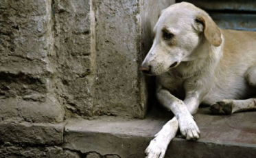Maus-tratos e abandono de animais crescem no verão