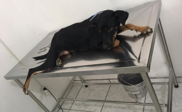 Protetores agem rápido e salvam seis cães em Siderópolis