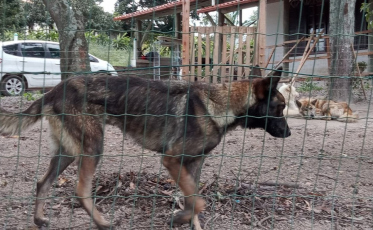 Casal acusado de manter canil clandestino e maltratar animais seguirá preso