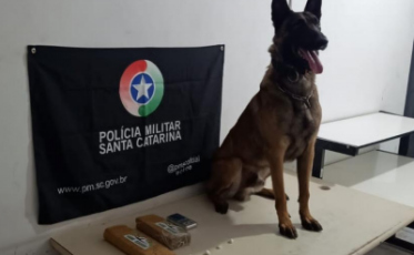 Araranguá: com auxílio do cão Argo, PM apreende maconha e cocaína em terreno baldio