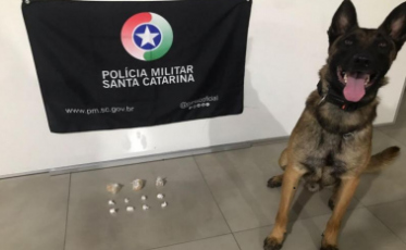 Com ajuda do cão policial, PM apreende cocaína e crack em Araranguá