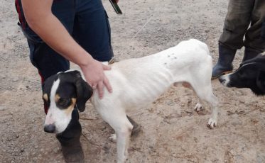 Cachorro cai em desnível de 30 metros e é resgatado pelo Corpo de Bombeiros