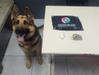 Com auxílio do cão policial, PM apreende maconha e cocaína em Criciúma
