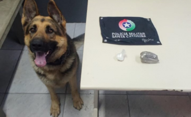 Com auxílio do cão policial, PM apreende maconha e cocaína em Criciúma