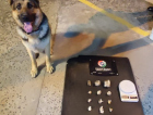 Cão farejador da PM encontra crack, cocaína e maconha em Criciúma