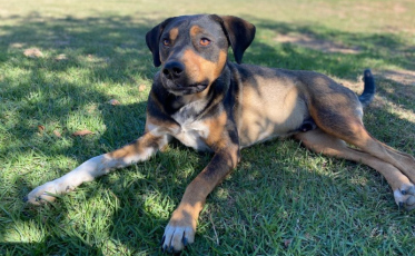 Urussanga integra campanha de agasalho para pets