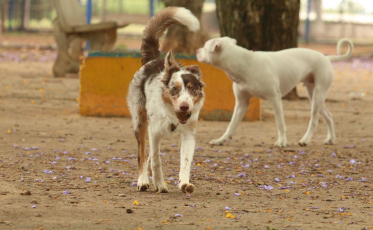 Justiça impede que prefeitura remova abrigos de cães em praça pública de Criciúma