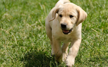 No Dia dos Animais, começa campanha que vai buscar 100 kg de ração