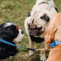 Lei cria pontos para descarte de dejetos de animais em espaços públicos de Criciúma