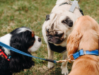 Lei cria pontos para descarte de dejetos de animais em espaços públicos de Criciúma