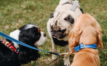 Lei cria pontos para descarte de dejetos de animais em espaços públicos de Criciúma