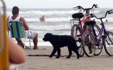 A cada verão, mais cachorros abandonados no Rincão