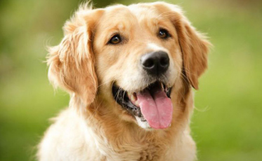 Animais também podem ter câncer de próstata