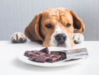 Pets podem ficar intoxicados se comerem chocolates