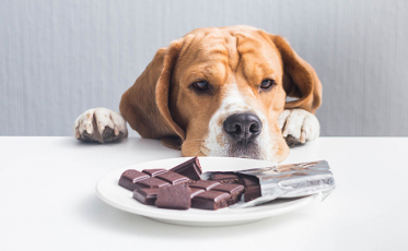 Pets podem ficar intoxicados se comerem chocolates