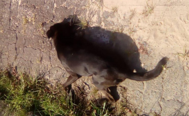 Nove cachorros envenenados no Rio Maina