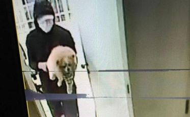 Cachorro levado em furto à residência é localizado