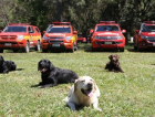 A rotina dos cães do Corpo de Bombeiros de SC: seleção de filhotes, amparo e tratamentos