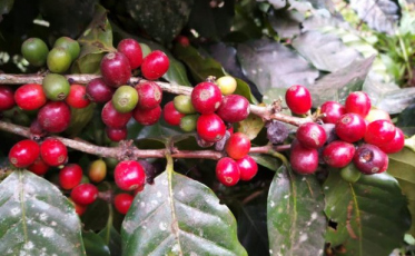 Todo o potencial do café catarinense 