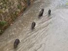 Capivaras são vistas no Rio Criciúma (VÍDEO)