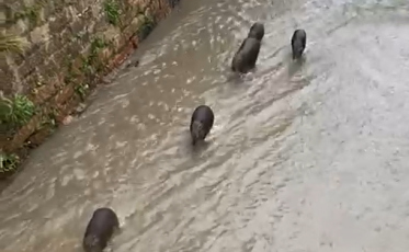 Capivaras são vistas no Rio Criciúma (VÍDEO)