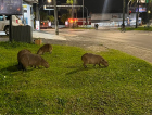 De novo na cidade: entenda por que capivaras vão às ruas em Criciúma