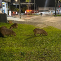 De novo na cidade: entenda por que capivaras vão às ruas em Criciúma
