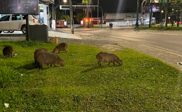 De novo na cidade: entenda por que capivaras vão às ruas em Criciúma