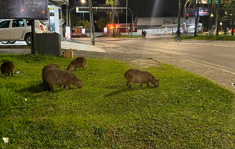De novo na cidade: entenda por que capivaras vão às ruas em Criciúma