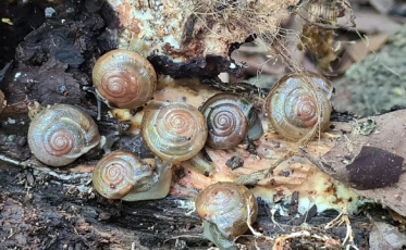 Caracol que pode causar meningite se espalha pela região