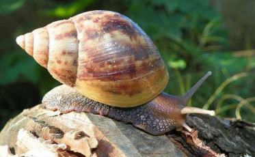 Imbituba lança campanha para combater o caramujo africano