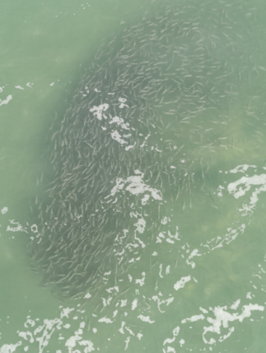 O mar está para tainha: cardume é flagrado pelo 2° dia consecutivo em SC