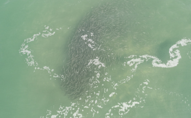 O mar está para tainha: cardume é flagrado pelo 2° dia consecutivo em SC