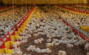 Santa Catarina tem o melhor desempenho da história na exportação de carnes